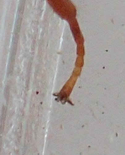 Metopiinae